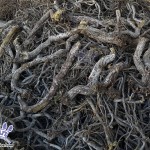 Licorice_Liquorice_Root_glabra