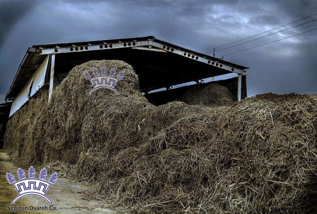 Iran Licorice Factory | Best Quality Licorice Products |Licorice Root | Sepidan Osareh Co.| www.IranLicorice.com